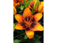 28,76���. ����� ������� �������(�������� ���� �� 5 ��., ����������� ����� 1��.)���15.jpg