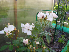 Sally Holmes (8).JPG