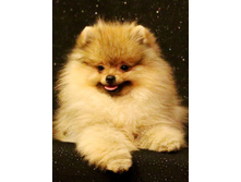 ���� �������� ������