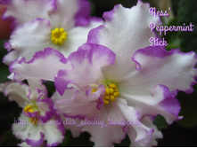 Ness'Peppermint Stick (�����)