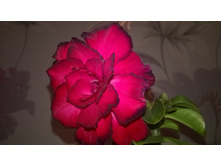 WP 20151018 18 45 36 Pro.jpg