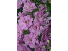 �� ���������� Sweethearts