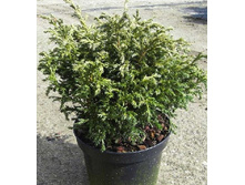 101,2���. ����������� Chamaecyparis pisifera Baby Blue.jpg