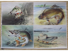 ���������� �����