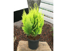 99���. ����������� Chamaecyparis lawsoniana Ivonne.jpg