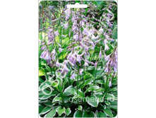 �����	��������������	Albomarginata