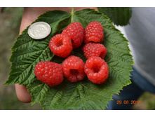 ������ �����-194