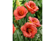 102,1���. �������� ������������(�������� ���� �� 1 ��., ����������� ����� 1��.)���16.jpg