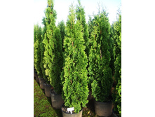 113,3���. ��� Thuja occidentalis Degroots Spire.jpg