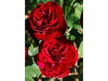 �������� 220���. (����� �������� ��� 8��.).jpg