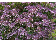 ��������� �������� ��� ��������-555�