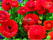 ����� ���� ���� 3�� 31,5.jpg