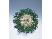 ������� ������������ ������ ����� 5�� 12.jpg