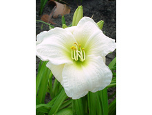 103,3���. �������� ������ �������(�������� ���� �� 2 ��., ����������� ����� 1��.).jpg