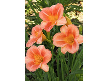 102,1���. �������� ��������� ����������(�������� ���� �� 1 ��., ����������� ����� 1��.)���16.jpg