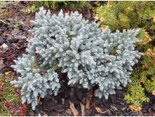 ������������ ��� ����.jpg