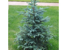 106,7���. ��� Picea pungens Glauca Arizonica.jpg