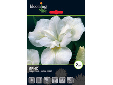 Iris-siberica-Snow-Crest.jpg
