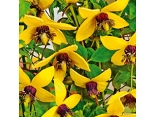 �������� ������ �����-251