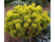 420,2���. ����� Pinus mugo Carsten Wintergold.jpg