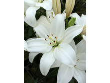 21,03���. ����� ���� ����(�������� ���� �� 7 ��., ����������� ����� 1��.)���16.jpg