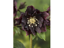 263���. �������� ���� ����� �����(�������� ���� �� 1 ��., ����������� ����� 1��.).jpg