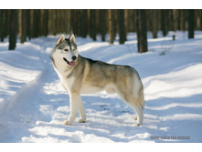 ����� ���� ��� �������