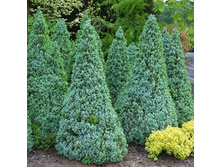 123,2���. ��� Picea glauca Sanders Blue.jpg