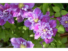 �������� ����� 229