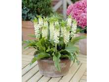 84,3���. ������� ���������(�������� ���� �� 1 ��., ����������� ����� 1��.).jpg