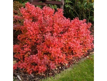 �������� �������-248