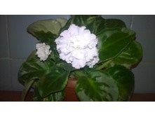 WP 20151017 21 56 54 Pro.jpg