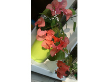 2015-07-17 18.33.50.jpg