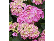 ��������� �������� ���� 144�