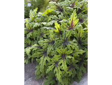 130,3���. �������� ��������(�������� ���� �� 1 ��., ����������� ����� 1��.).jpg