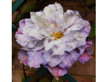 245���. �������� ��������� ����.jpg