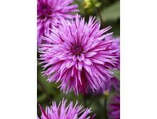 89,4���. �������� ������� ������(�������� ���� �� 1 ��., ����������� ����� 1��.)���15.jpg