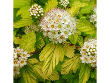 150���. ������������� ������������� ����� ����.jpg