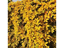 207���. ������� �������� ������ ����.jpg