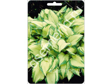 �����	����������	Albopicta