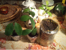 : �������� ����, Backhousia citriodora,