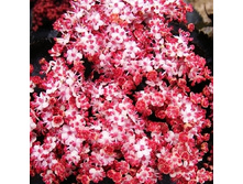 248���. ������ ޣ���� ���� �����.jpg