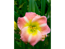 246,4���. �������� ����� ������(�������� ���� �� 1 ��., ����������� ����� 1��.).jpg