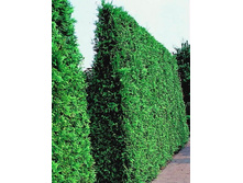 79,2���. ��� Thuja occidentalis Brabant