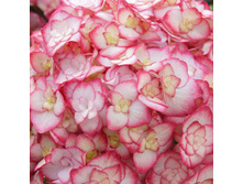 241���. ��������� �������������� ���� ����� ���16.jpg