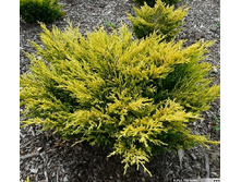 106,7���. ������������ Juniperus horizontalis Limeglow.jpg