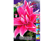 59���. ����� ROSELILY ������(�������� ���� �� 5 ��., ����������� ����� 1��.).jpg