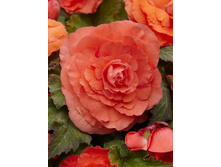 61,23���. ������� ������� ���������(�������� ���� �� 4 ��., ����������� ����� 1��.).jpg