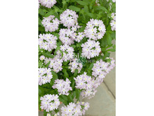 ������� ����� ���������� 10�� 22.jpg