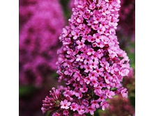 186���. ������� ������ �����.jpg